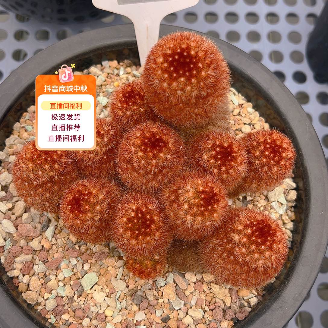 7243泰系输入嘉文