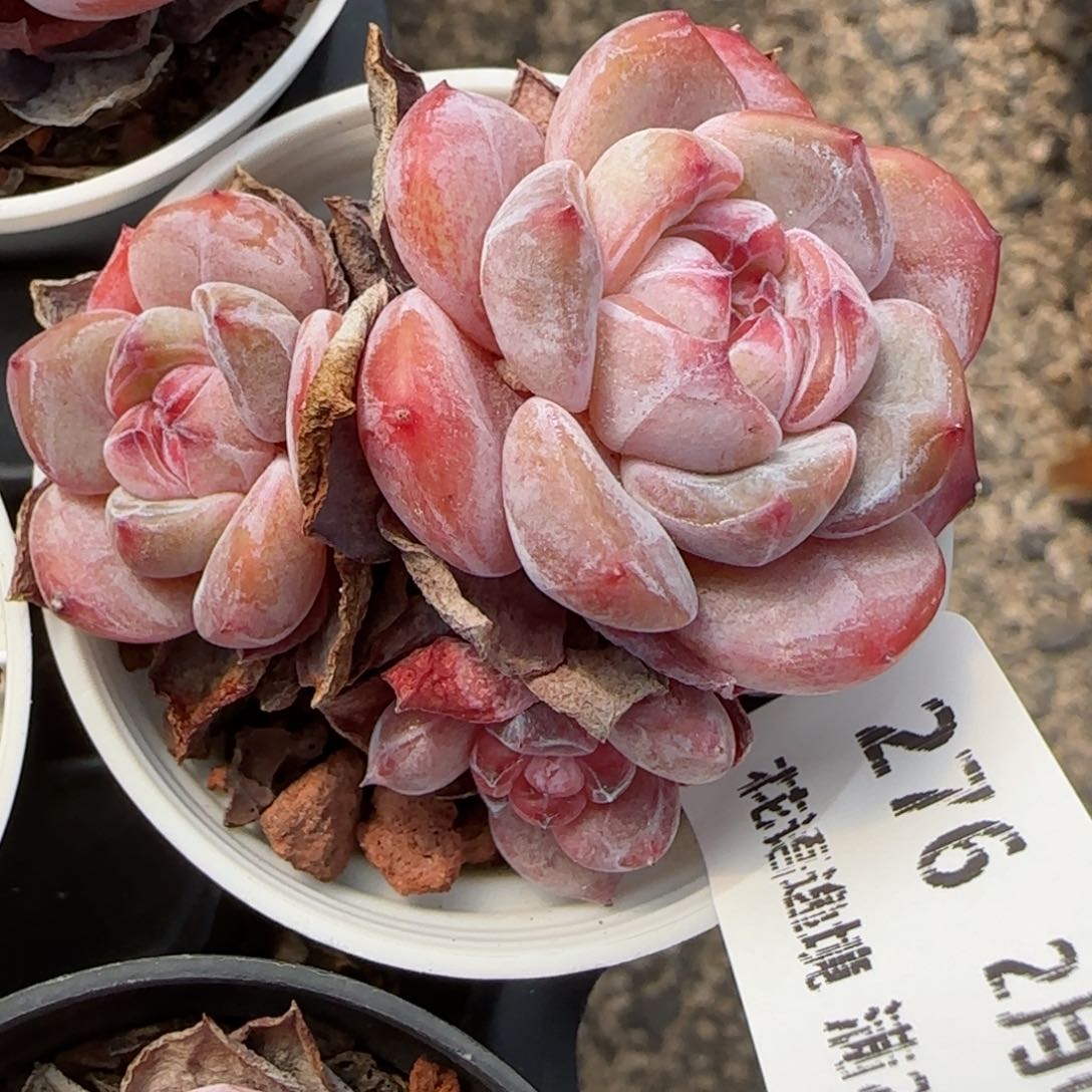 花语逸镜0205-276