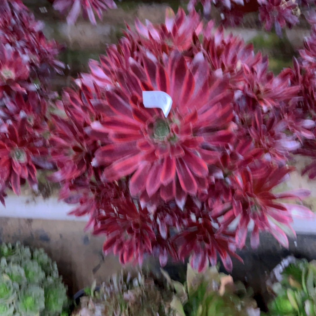 273孔雀多肉植物法师