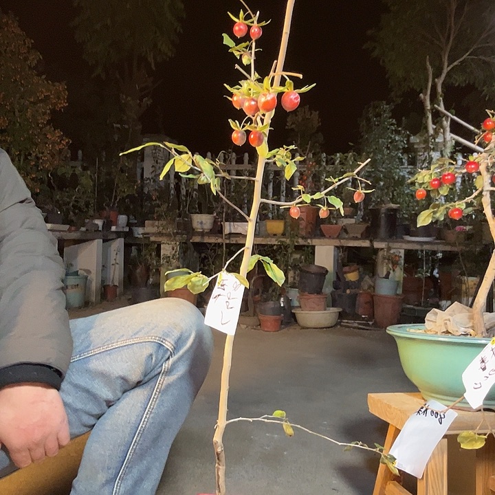 用***8无花朵盆景素材老鸦柿