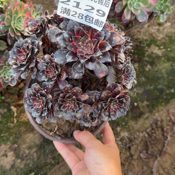 2129二号棚火烧云A