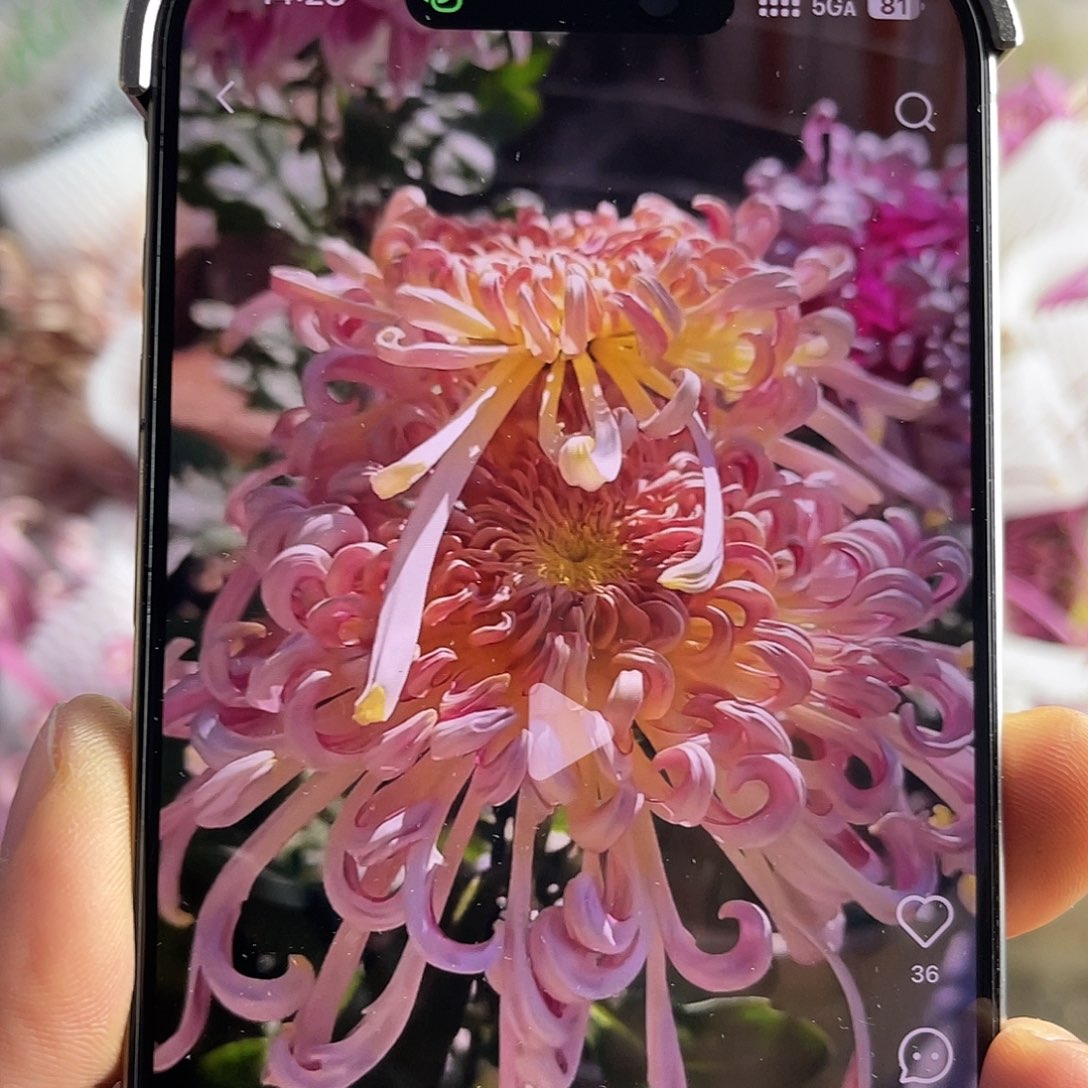 完全开放稀有大菊（盘龙得意）1枝