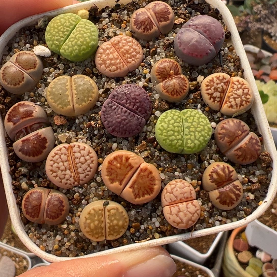 751多肉植物种类多样