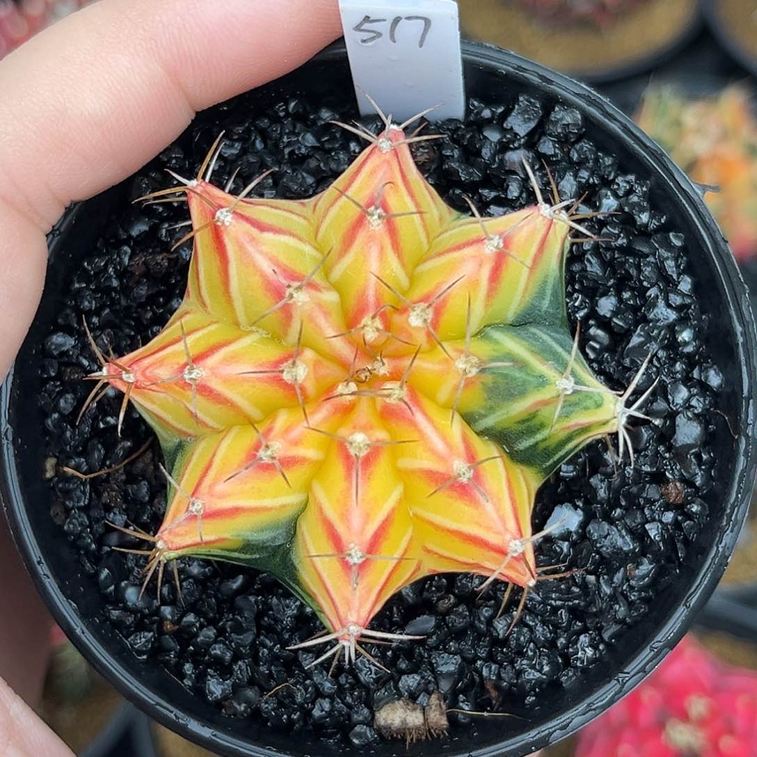 517泰系肋骨锦，福利福利