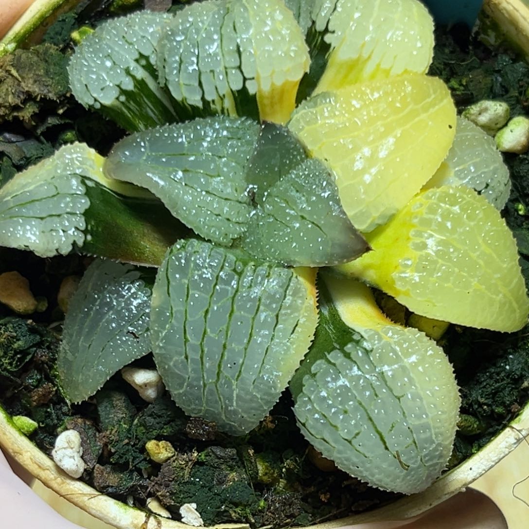 恭喜发财大吉大利0473