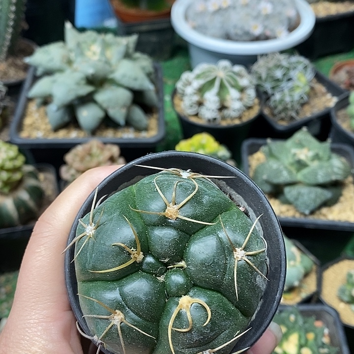 实生高木海王6公分