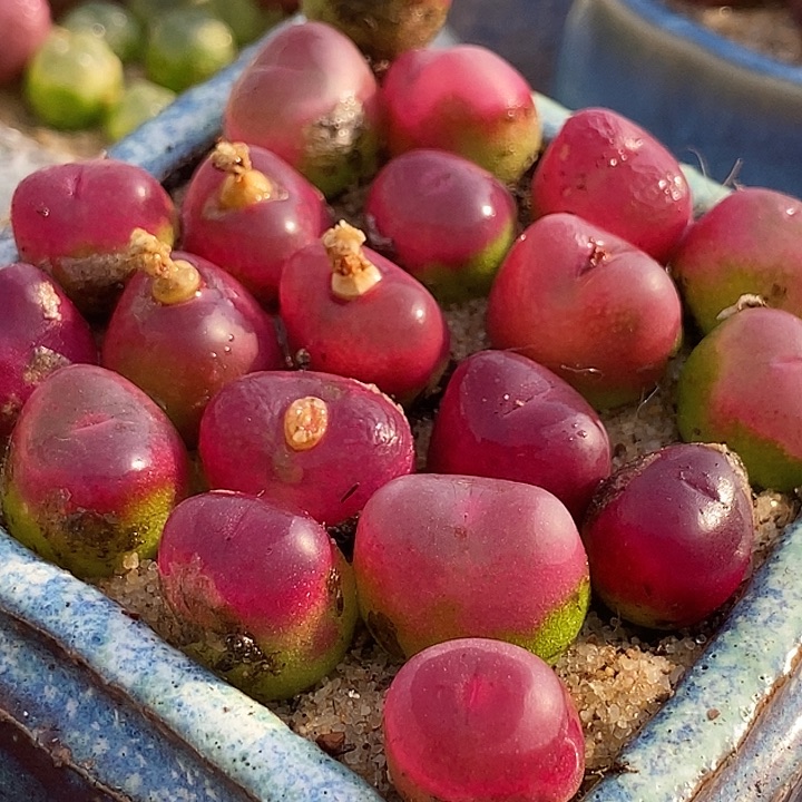 李*8534一组吕氏杂吕红一盆     