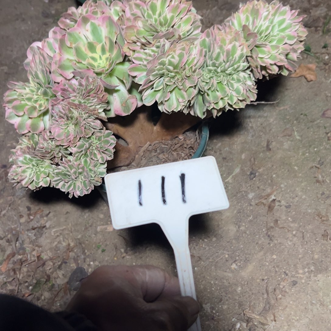 多肉植物粉女巫缀花111