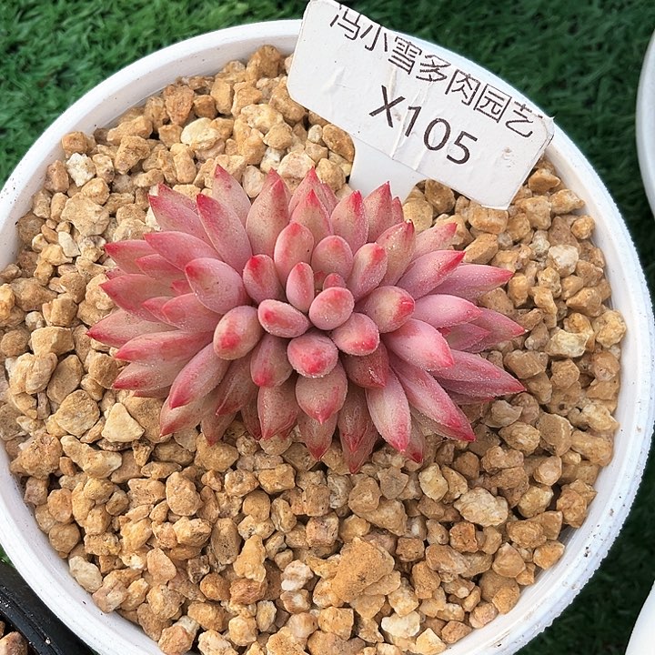 我是第一百个为妖刀应援滴