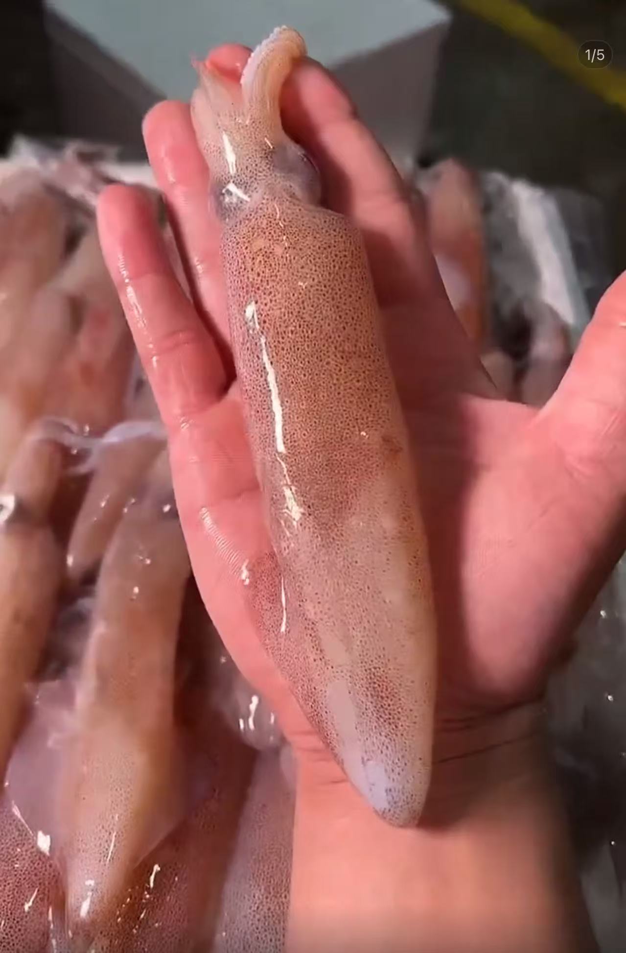 海钓活笔管包脆包甜不缩水3斤