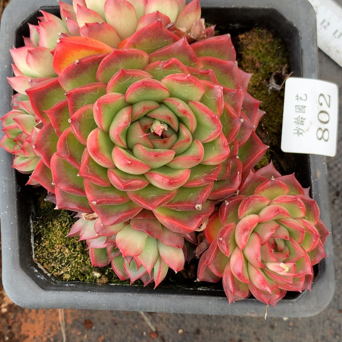 802杂交多肉14厘米