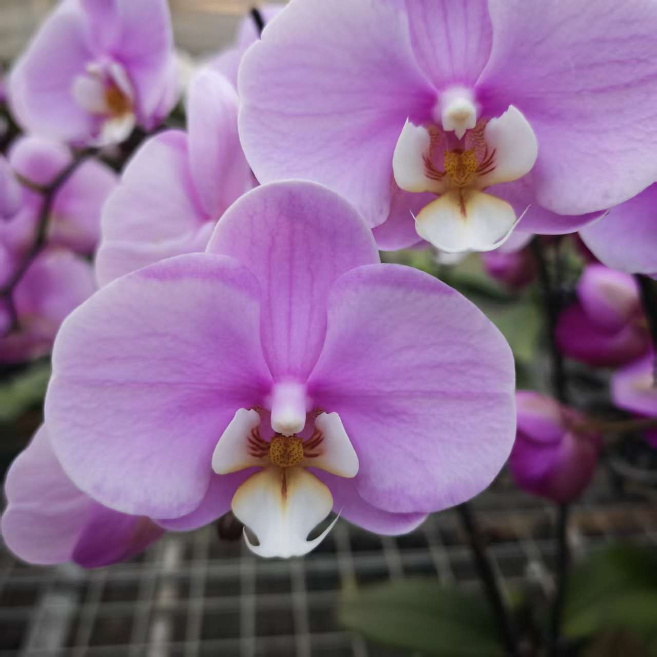 【安娜】繁生花坊精品蝴蝶兰易养护易活客四季开花送礼佳品