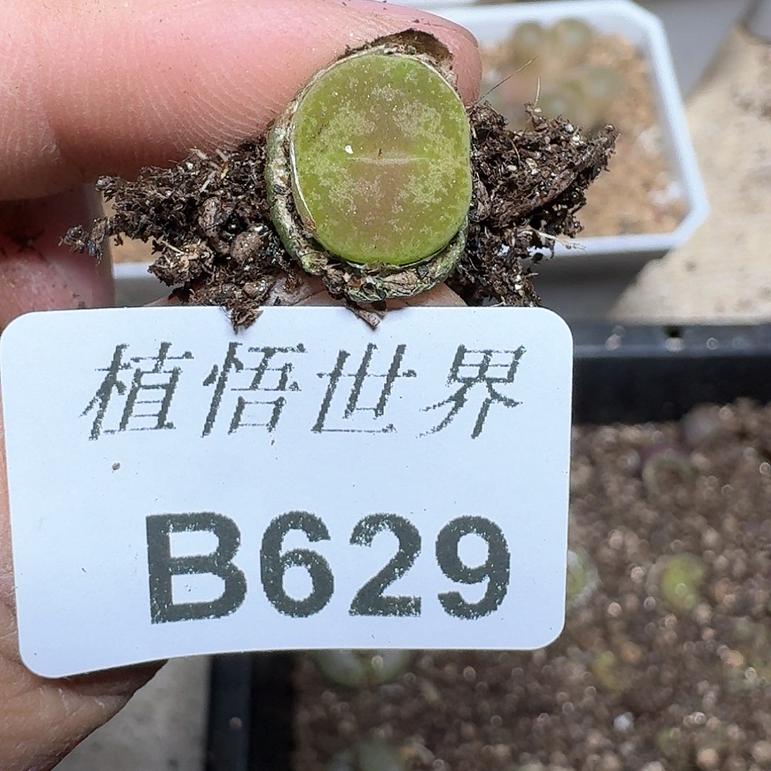 ?****～629盒多肉植物哇f g