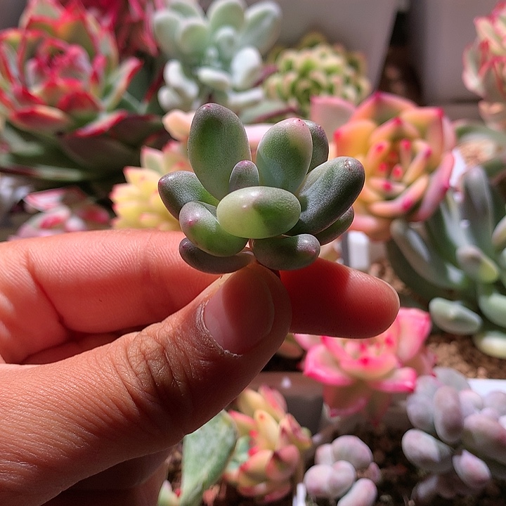 奶酪锦拉丝锦可嫁接有根