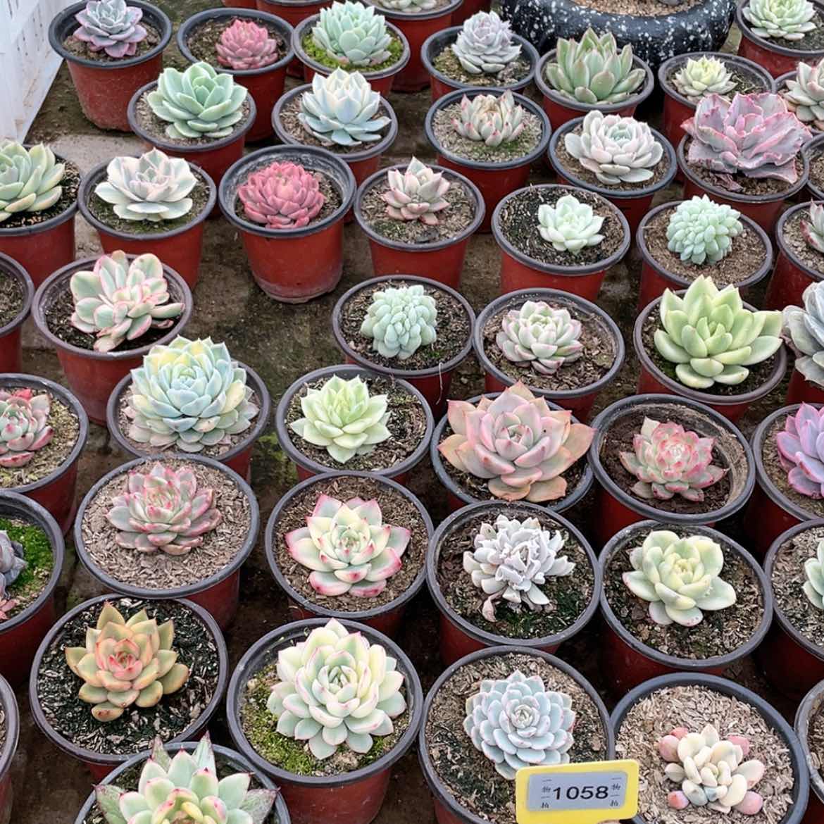 【闪购商品】?*?1058号