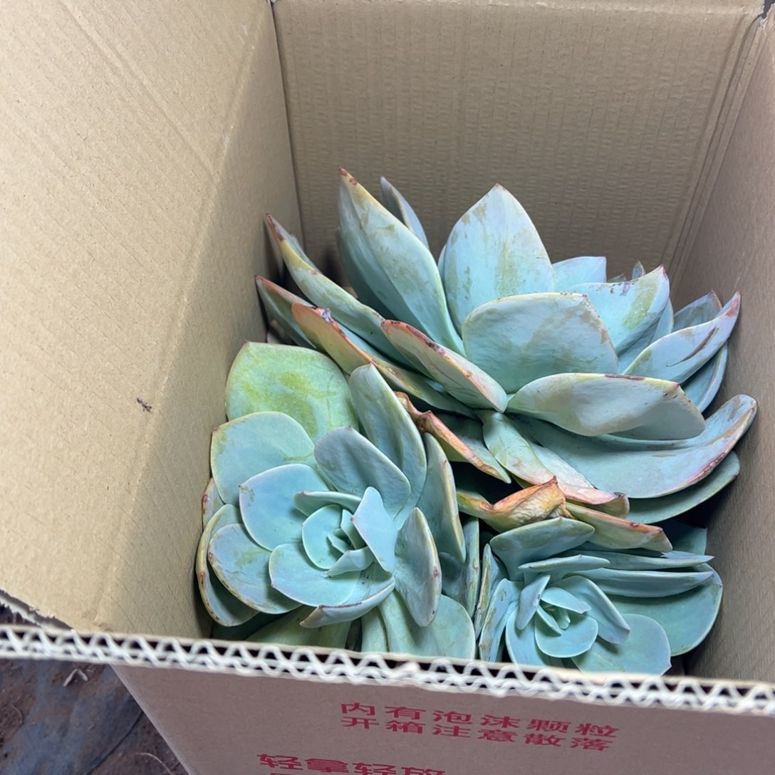 郁***人地栽群生白凤1棵（包邮不包损）