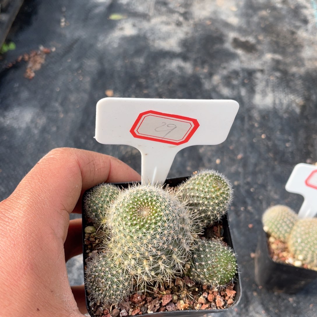 29往事如梦之旅吧