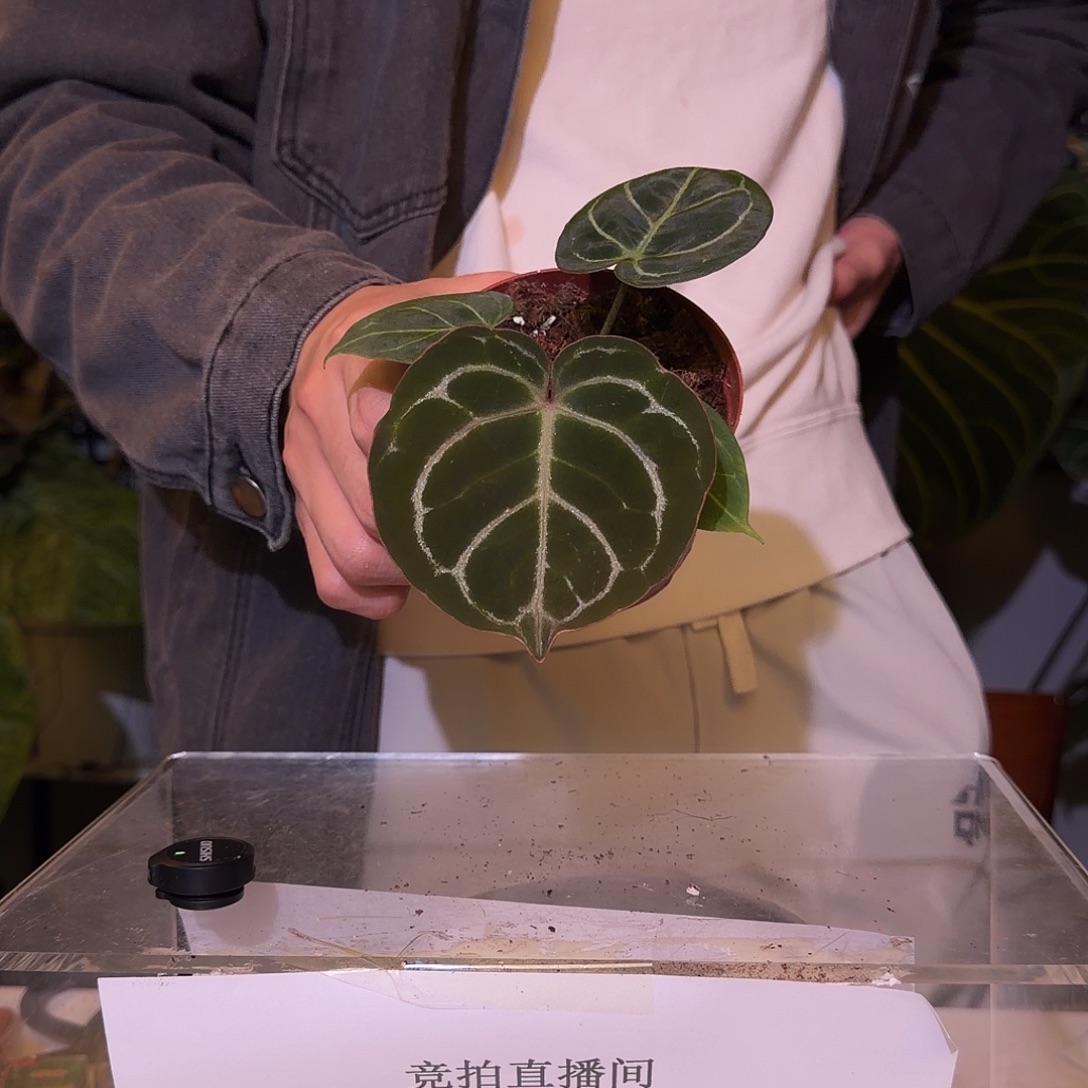 完全开放F314  大风车