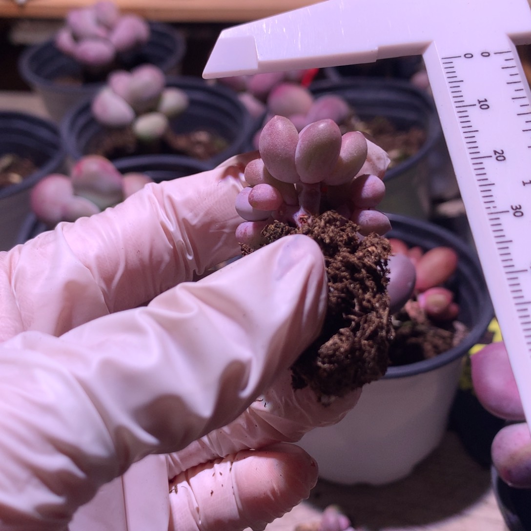 汤圆奶酪多肉汤圆？