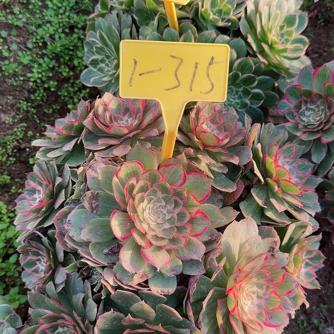 用****91-315--+多头多肉植物