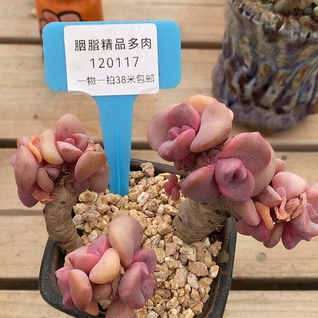 120117凑咯哦漏姐姐了