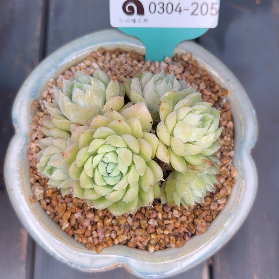 多肉一物一拍0304-205