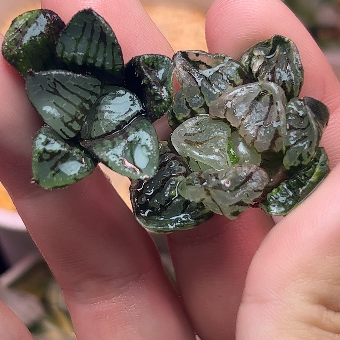 水晶魔界➕琉璃十二卷824