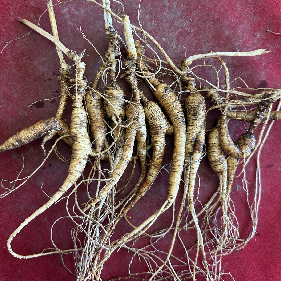 长白山人参林下参100g