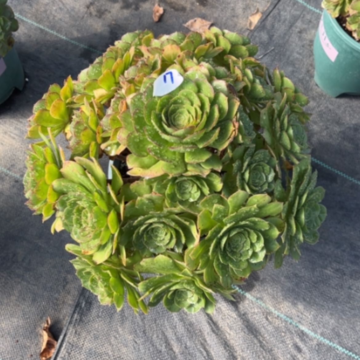 【闪购商品】17莎啦碗多肉法师