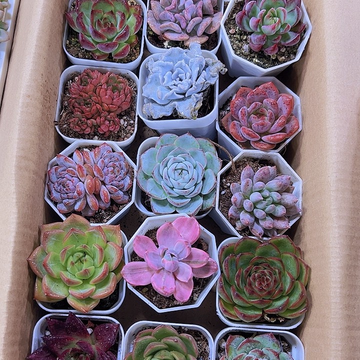 一箱15盆白盆发货多肉