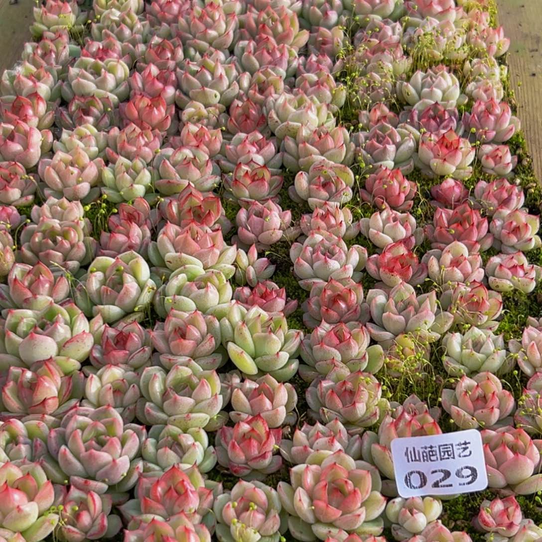 女***书029多肉葡萄的味道是真的很