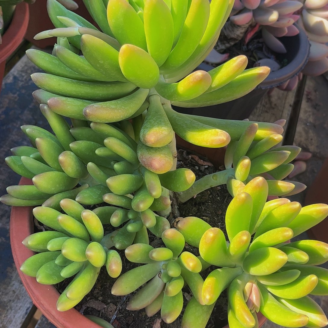 好姑娘多肉，金蝉