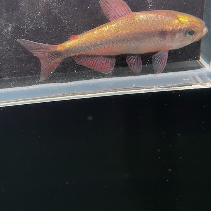 灯科鱼左下缸8号碎金缎带3.5厘米一条