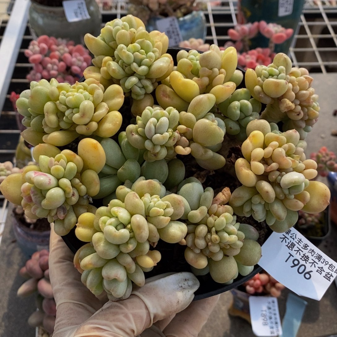 比尔盖茨906/12c m