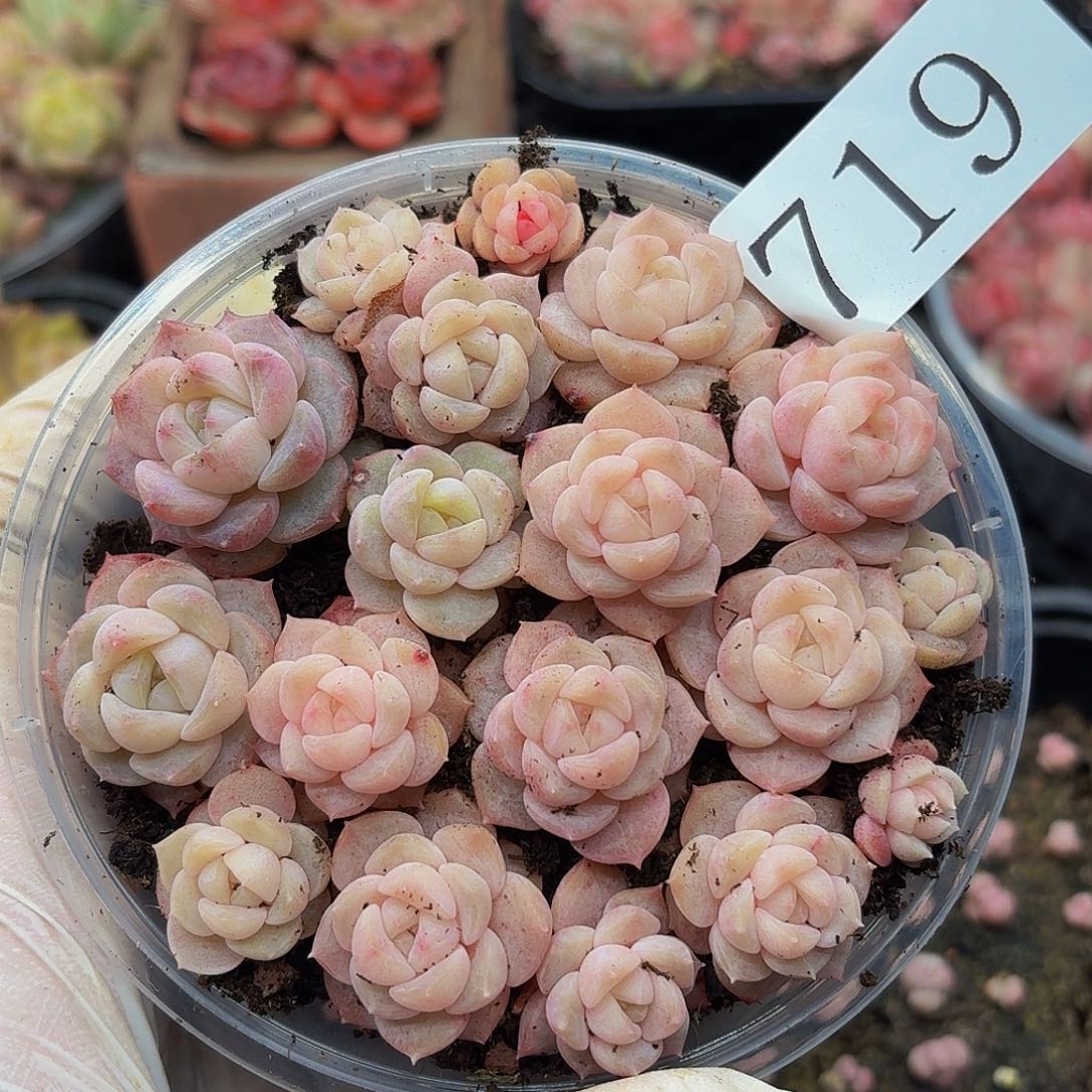 多肉植物多肉植物719