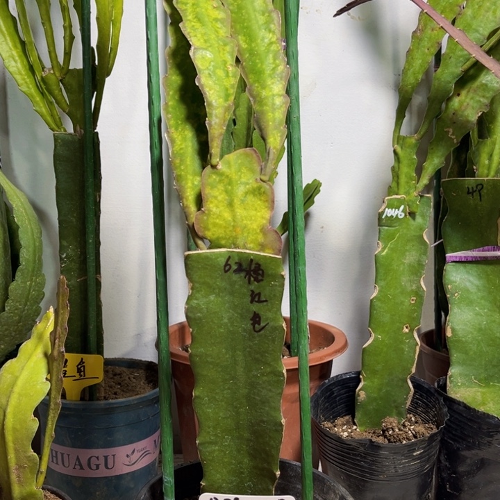 当前无花栽培后可以开花三**顶62