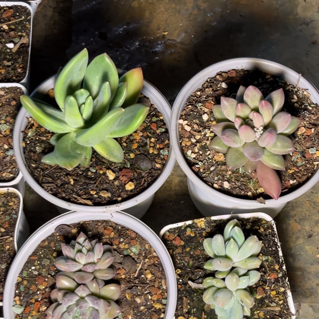 多肉植物下播美人套餐