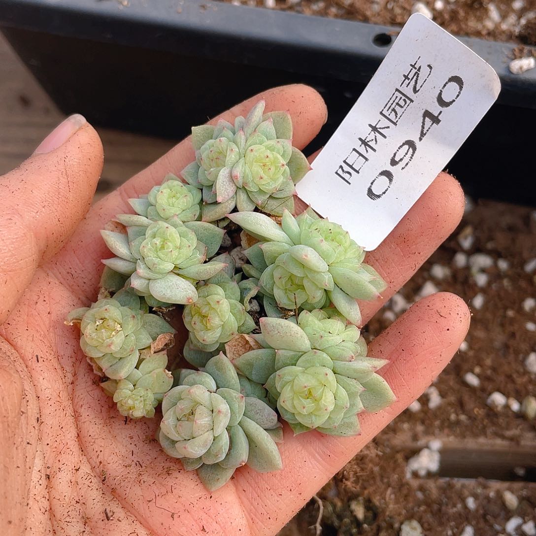 多肉植物多肉植物940