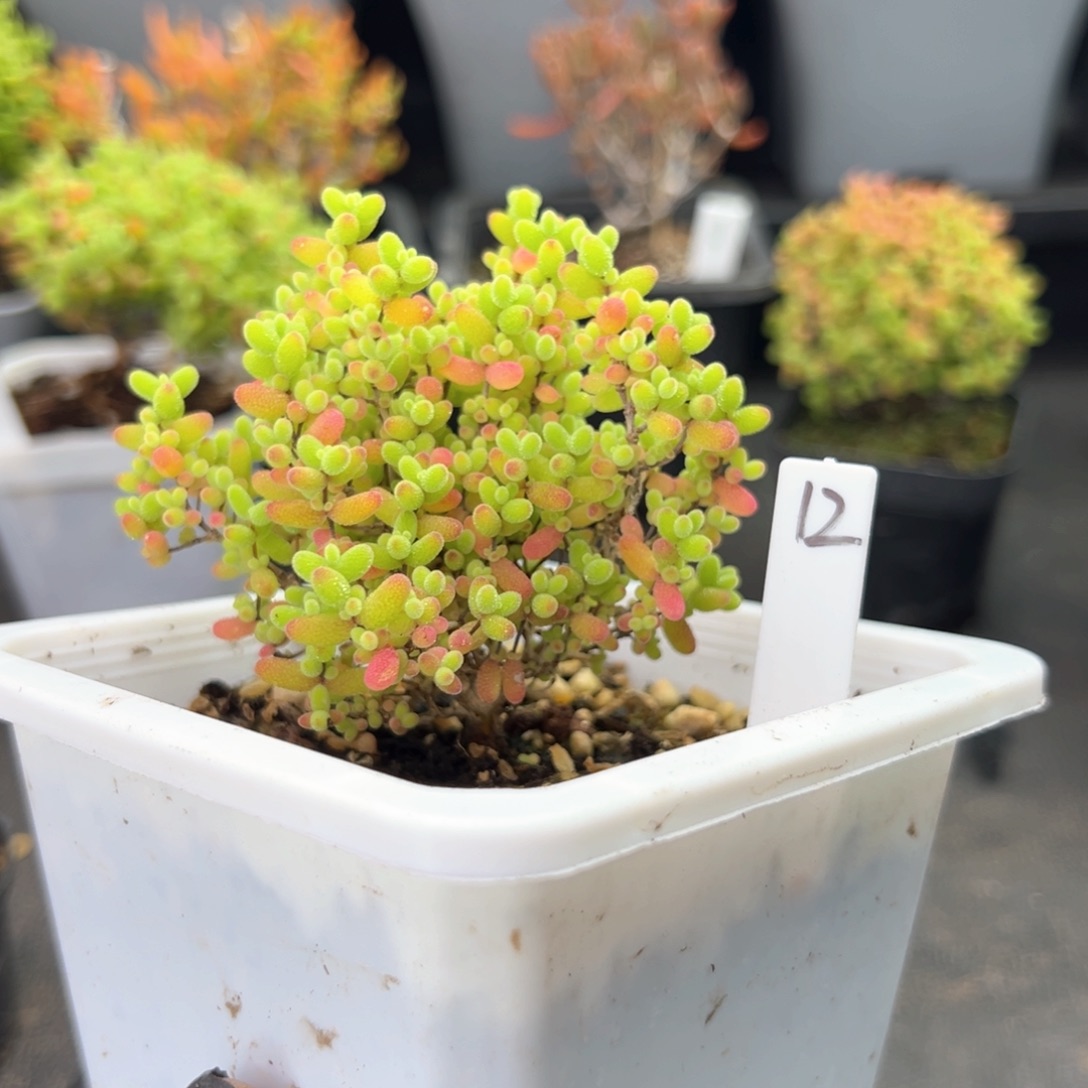 彩蜜橘糖球12号10厘米盆