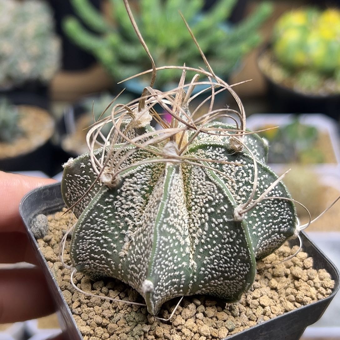 瑞凤玉实生6公分