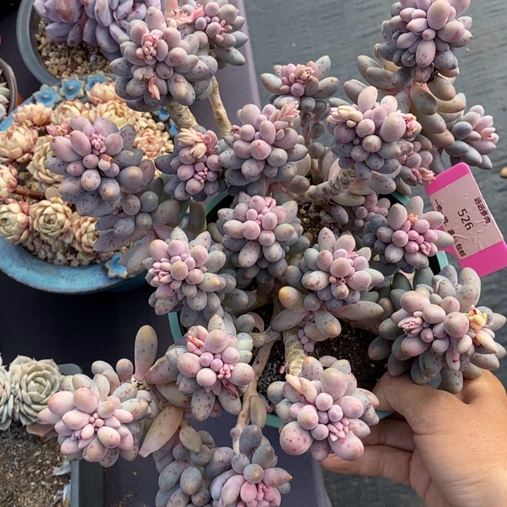 526婴儿手指肉肉肉肉肉