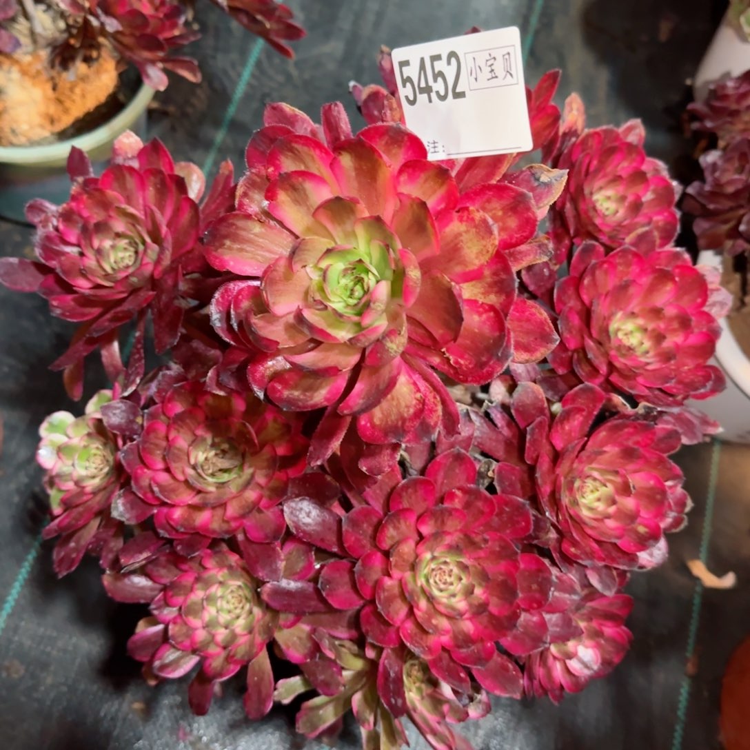 5452多肉红金刚多肉多肉