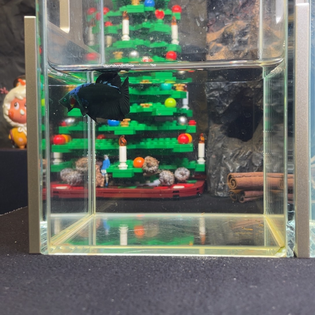 斗鱼十二月十七日竞价