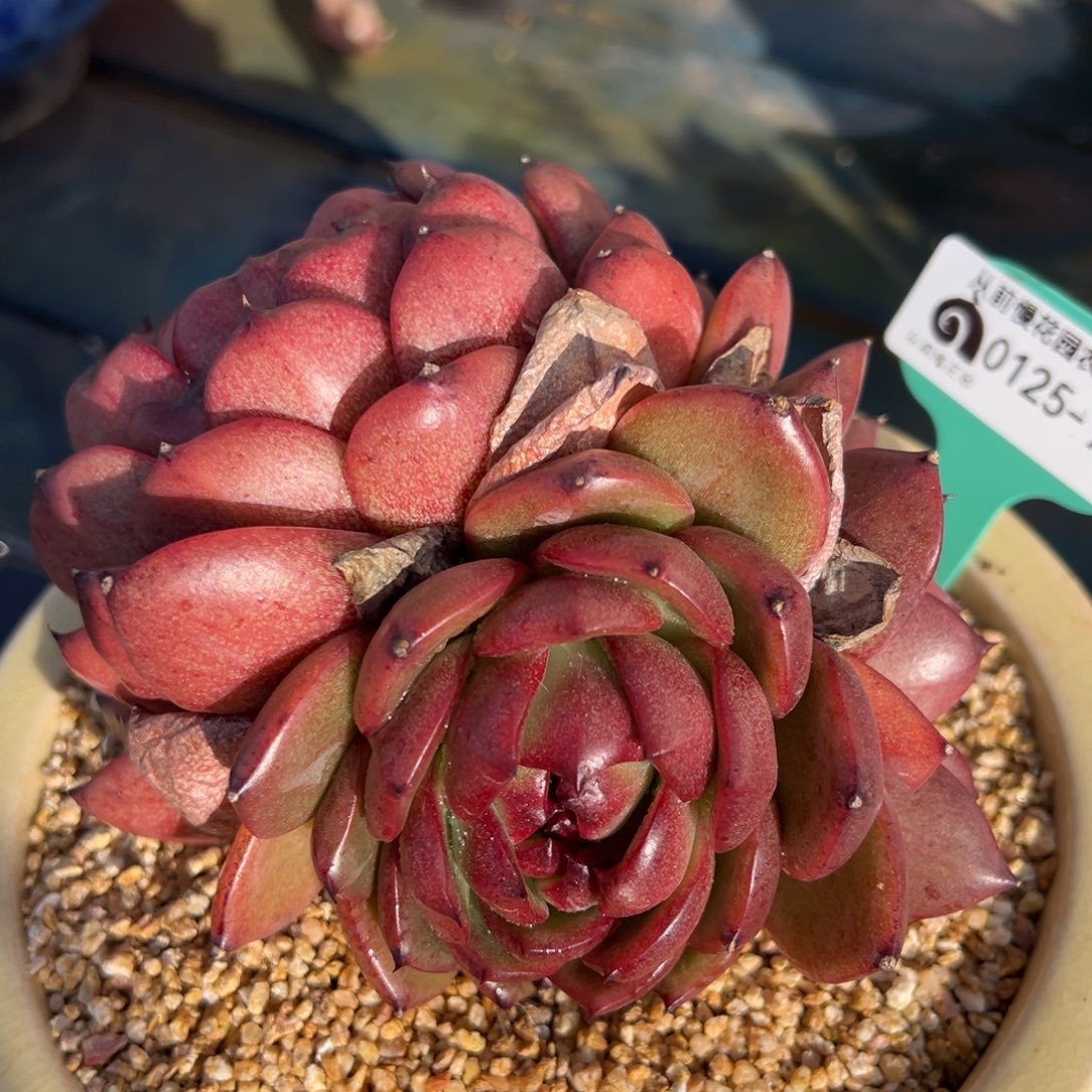 从前慢多肉精选编号0125.93