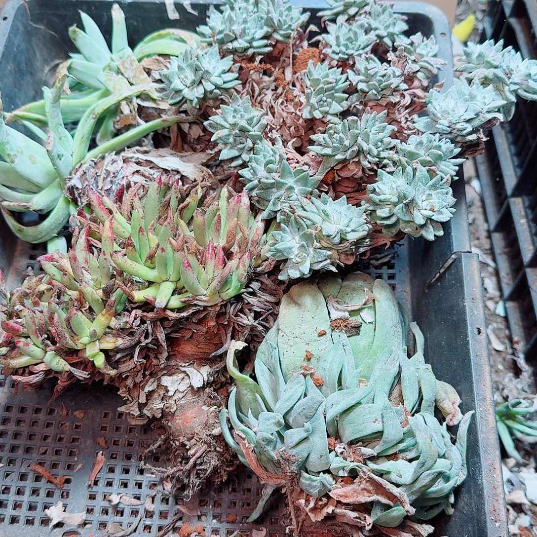 6297瑕疵框怕不售后