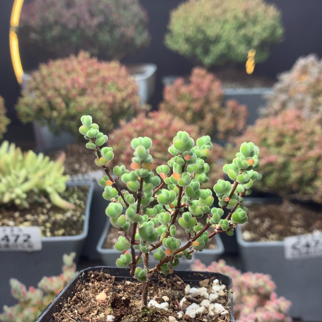 c494莱斯枝干番杏