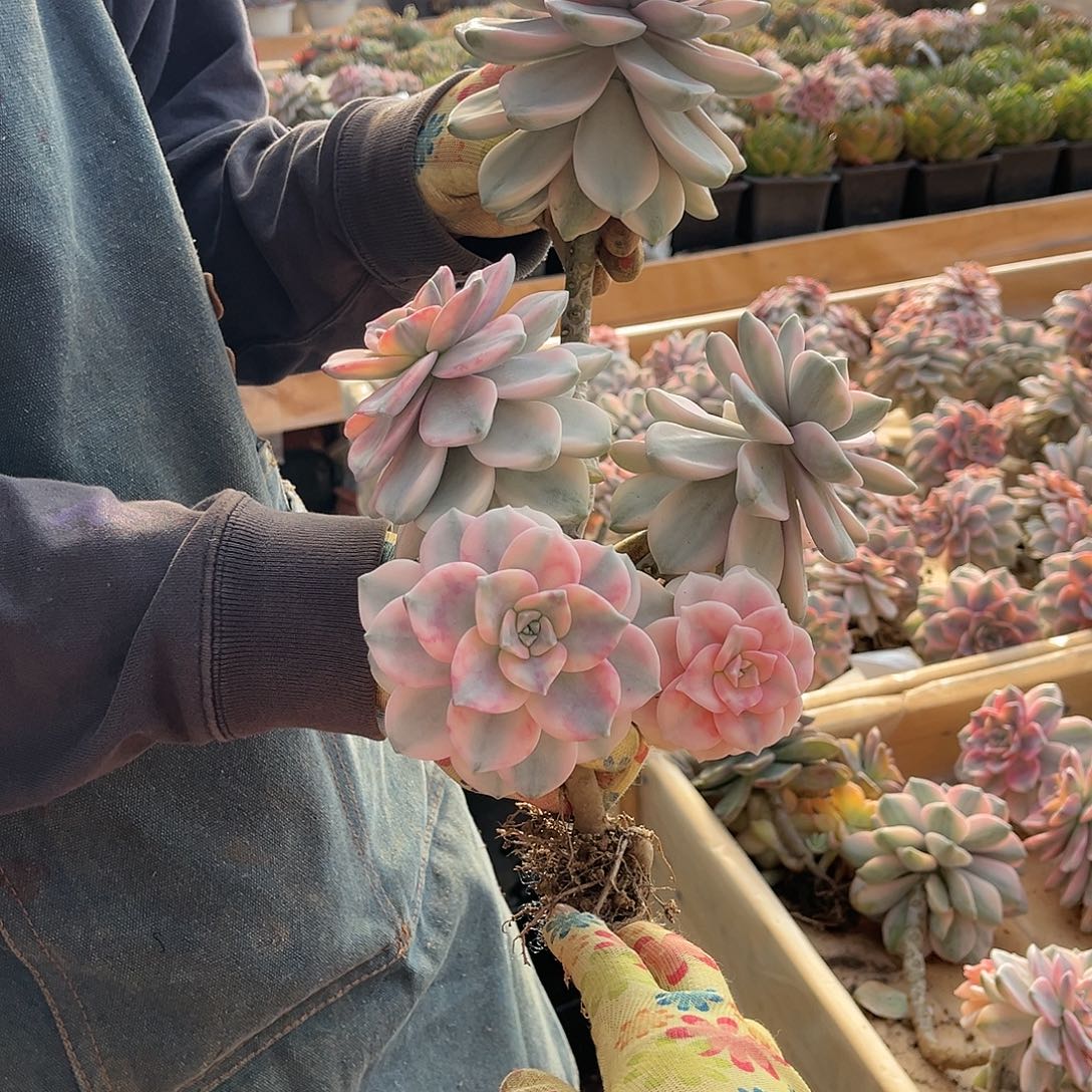 浅***唇多肉植物紫乐景A20