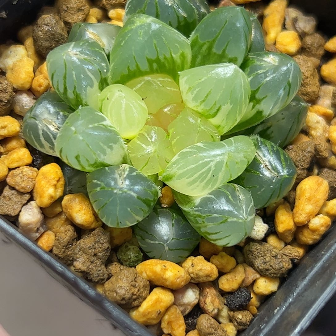 Om锦十二卷多肉植物满