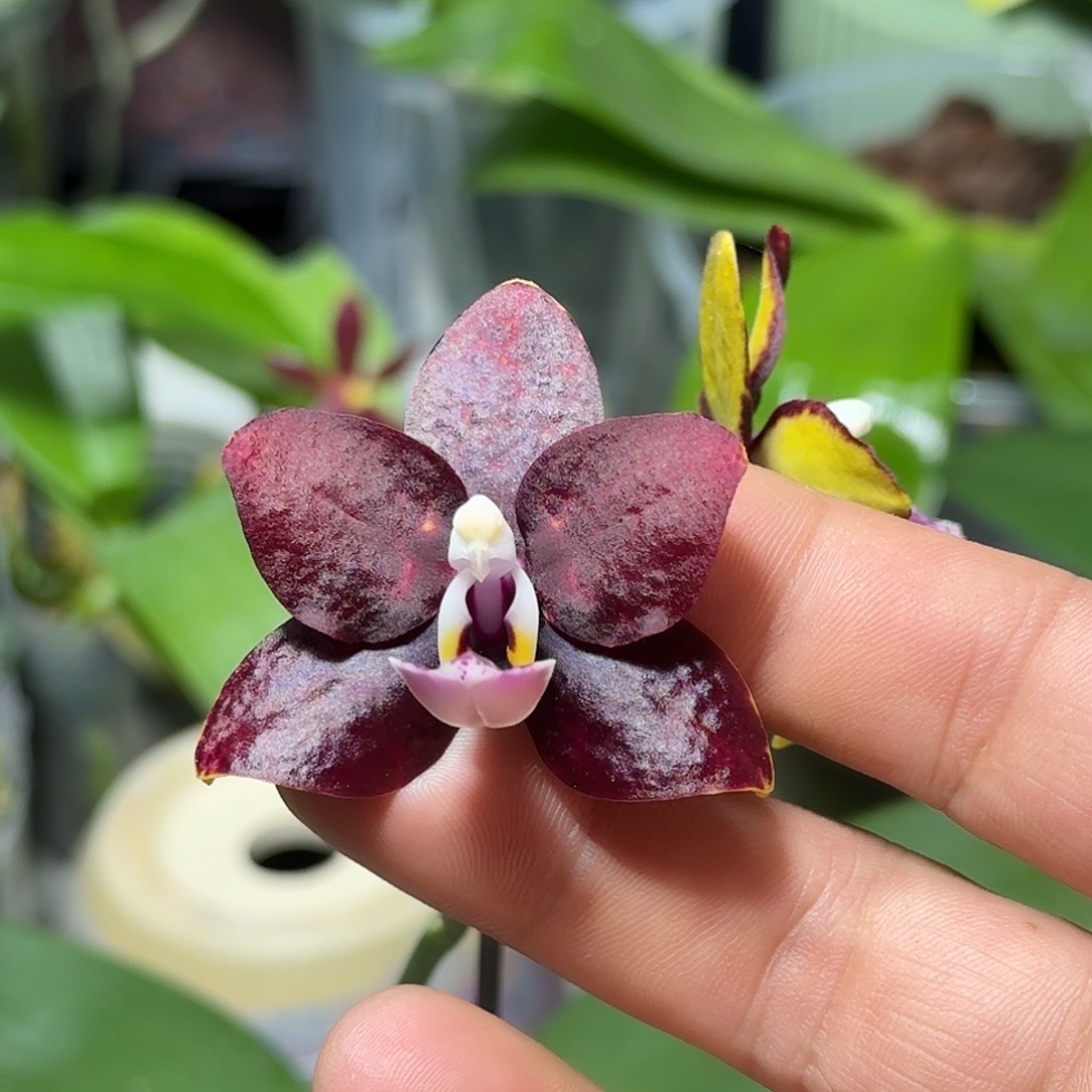 当前无花栽培后可以开花