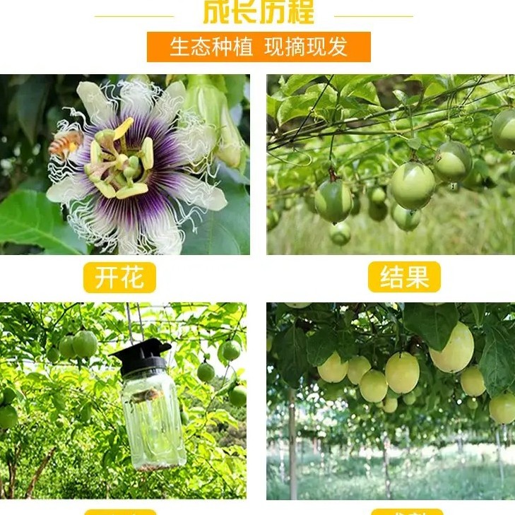 来自世界长寿之乡浦北的香甜多汁优质百香果